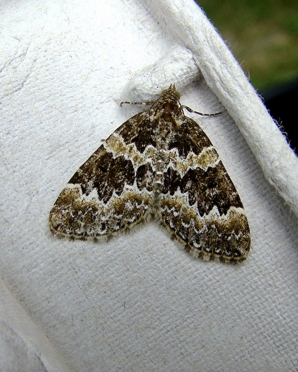 broken barred carpet